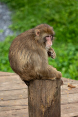 An Isolated Japanese Macaque