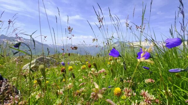 Low Angle View on Flowers on the Swiss Alps and the Sky in a Sunny Windy Summer Day in Andermatt, Uri, Switzerland, Europe