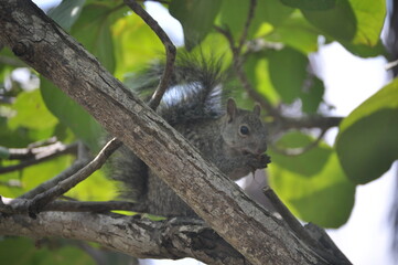 Squirrel on tree