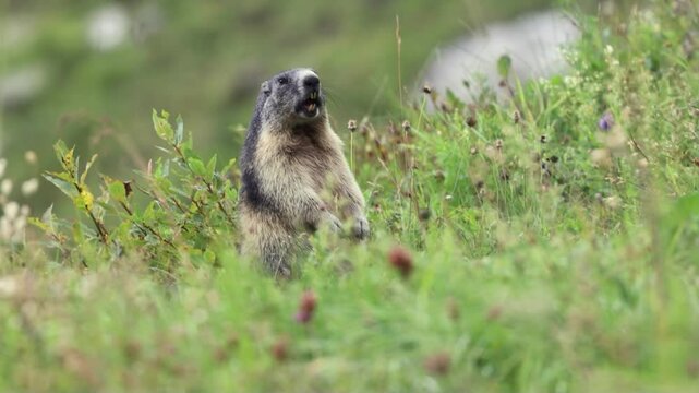 Marmots (Marmota), Munggen, Mankei, whistles. Gro&szlig;glockner area. Video