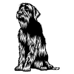 Sitting Korthals Griffon