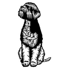 Sitting Lakeland Terrier