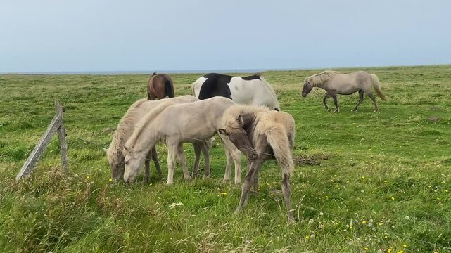 Several horses grazing in a green pasture, fenced and surrounded by rural landscape, Lokken, Jutland, Denmark, Europe