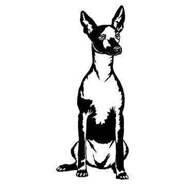 Sitting Mexican Hairless Dog