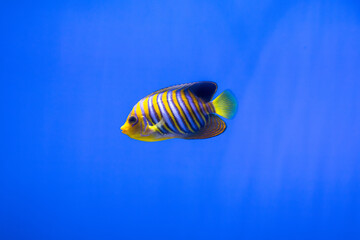 Royal angelfish (Pygoplites diacanthus), also known as the regal angelfish on a blue background in an aquarium