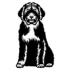 Sitting Portuguese Water Dog