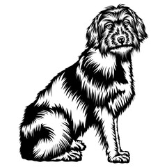 Sitting Pyrenean Shepherd