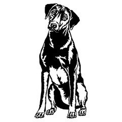 Sitting Rhodesian Ridgeback