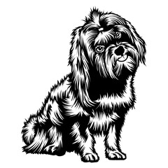 Sitting Russian Tsvetnaya Bolonka