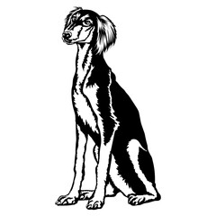 Sitting Saluki