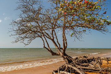 paisagem natural na cidade de Aracruz, Estado do Espírito Santo, Brasil
