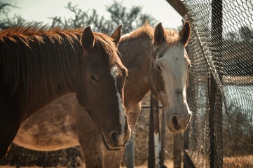 Naklejka premium Warm Equine Companionship: Close-Up of Two Horses in a Serene Rural Setting