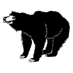 Sloth Bear