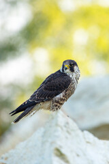 Falcon portrait. Peregrine falcon, Falco peregrinus, perched on stone in kaolin mine. Majestic bird of prey in natural habitat. Wildlife nature. Well-respected falconry bird. Fastest animal in world.