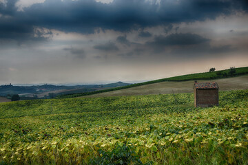 Sunflower field, between Altavilla and Casorzo in Monferrato, Alessandria province