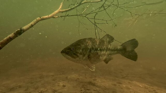 Close-up of a largemouth bass (Micropterus salmoides) captured from a low-angle shot just below the surface of a lake. Check my portfolio for other bass footage.
