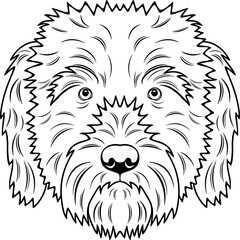 Soft Coated Wheaten Terrier