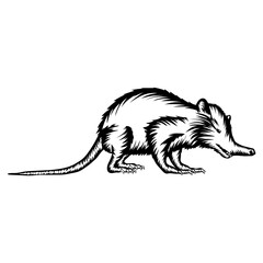 Solenodon