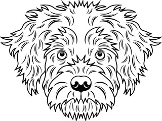 Sporting Lucas Terrier