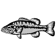 Spotted Bass  Fish
