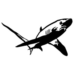 Thresher Shark