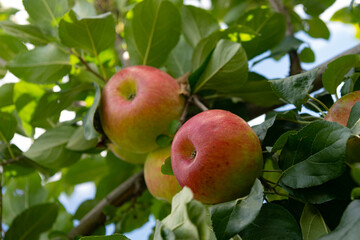 Ripe apples on a branch among leaves.