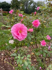 pink rose bush