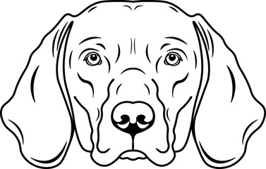 Vizsla