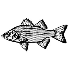 White Bass  Fish