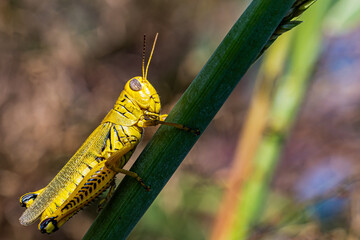 grasshopper on the grass