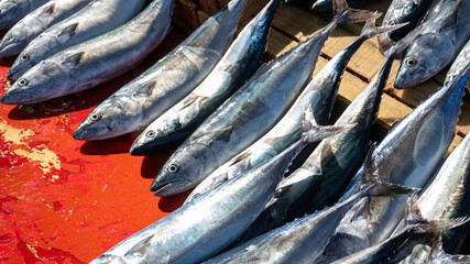 With the start of the hunting season, bonito fish caught with a fishing line and sold on the counter