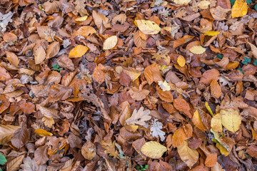 Bunte Buchen-und Eichenblätter im Herbst
