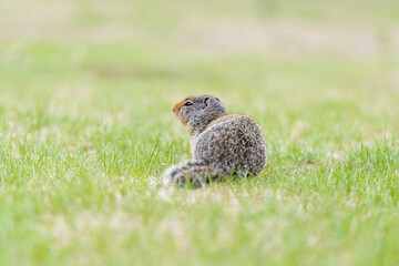 Friendly bc ground squirrel