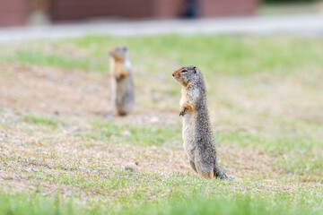 Friendly bc ground squirrel