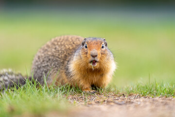 Friendly bc ground squirrel