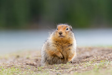 Friendly bc ground squirrel