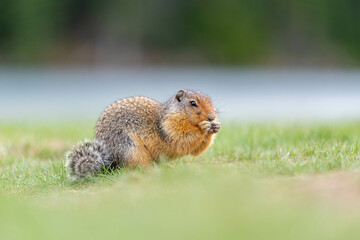 Friendly bc ground squirrel