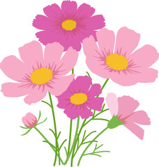 満開になったピンクのコスモスの花のベクターイラスト画像