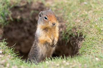 Friendly bc ground squirrel