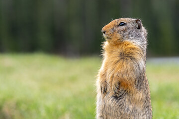 Friendly bc ground squirrel