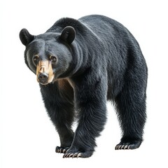 A black bear stands on a white background