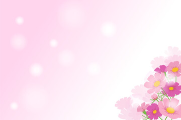 満開になったピンクのコスモスの花のベクター背景画像
