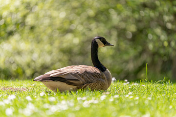 goose on the grass