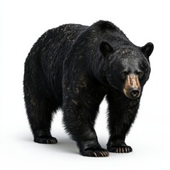 A black bear stands on a white background