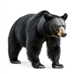 Fototapeta premium A black bear stands on a white background