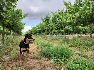 A dog in a vineyard on a sunny day in summer.
