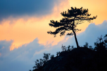 Fototapeta premium Mountain Silhouette: Pine Tree Silhouette Against Overexposed Sky.