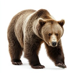 Obraz premium A large brown bear is walking across a white background