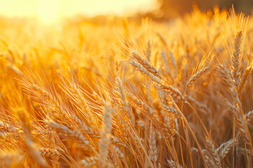 Yellow wheat field, ears of wheat sway opposite sun. Ripe wheat harvest.