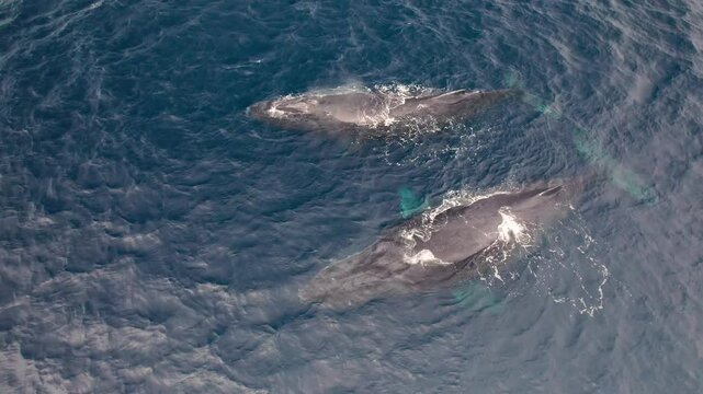Stationary humpback whales spouting in the tropical Indian Ocean  